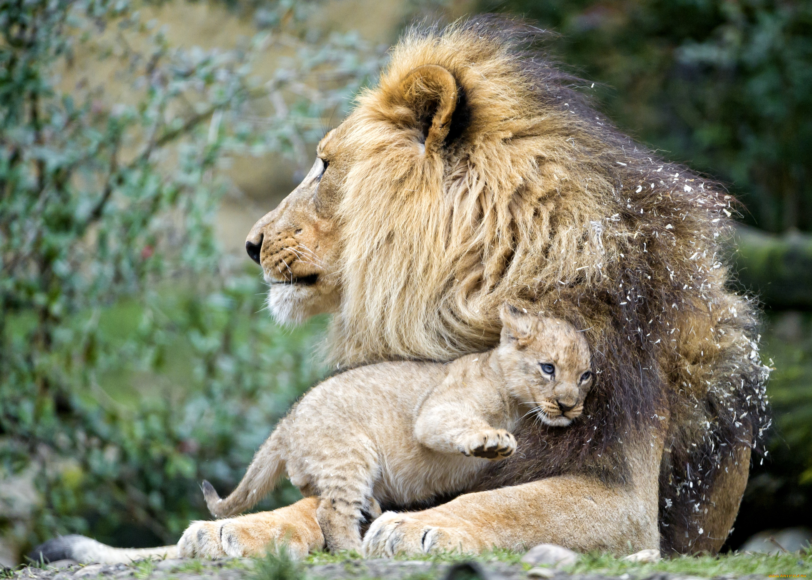 Львы живут семьей